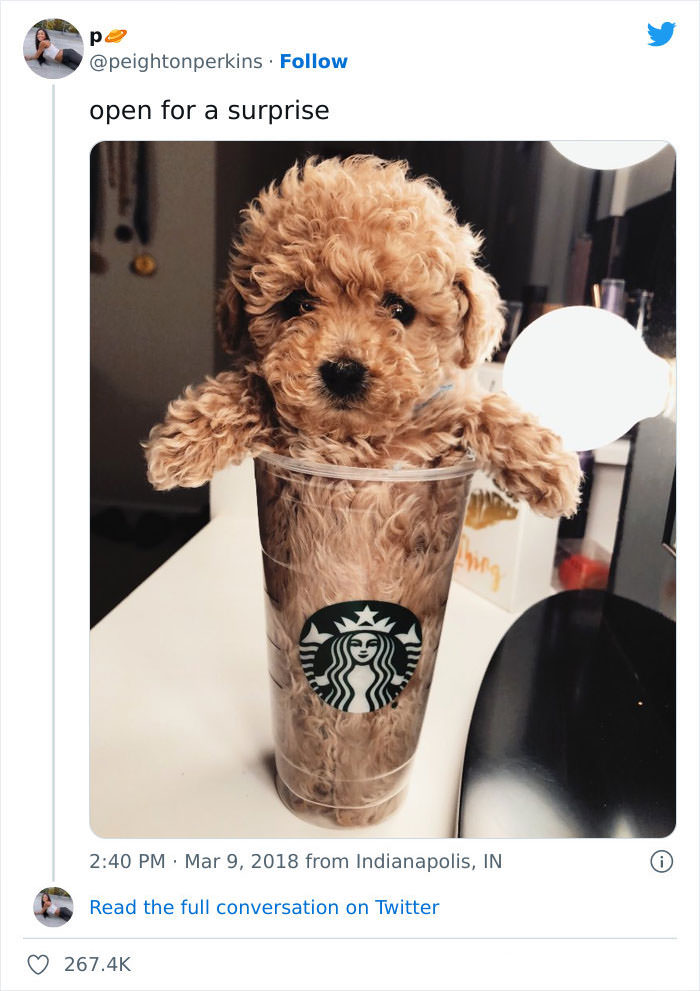 Tiny dog in Starbucks cup.