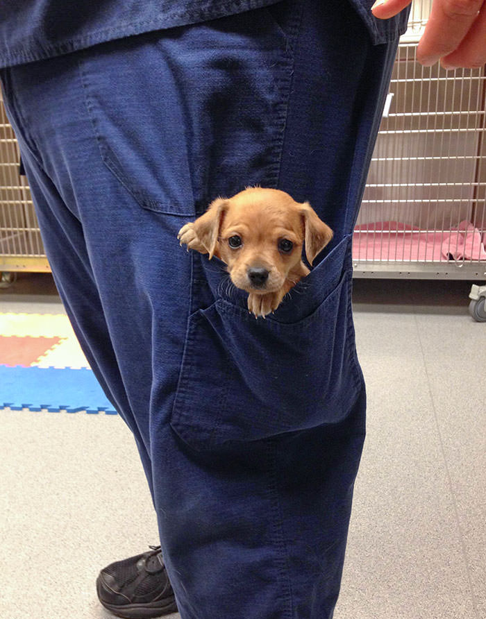 Pocket puppy.