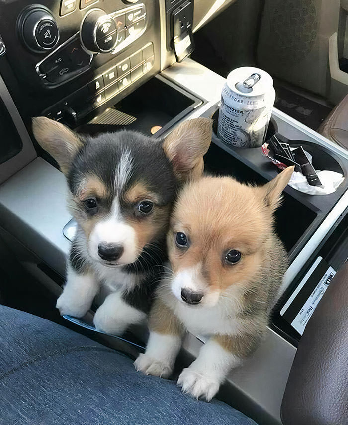 Fits in the cupholders.