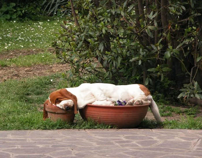 Basset hound sleeping in flower pots. Part dog, part gravy.
