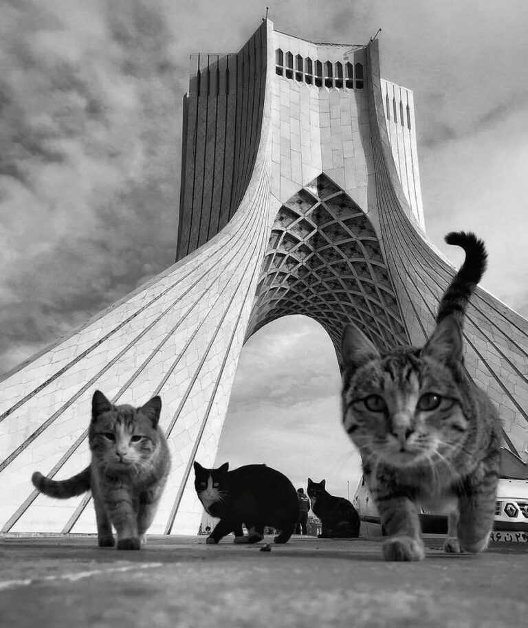 A Journey Through the Most JawDropping Animal Photos Ever Captured(00)