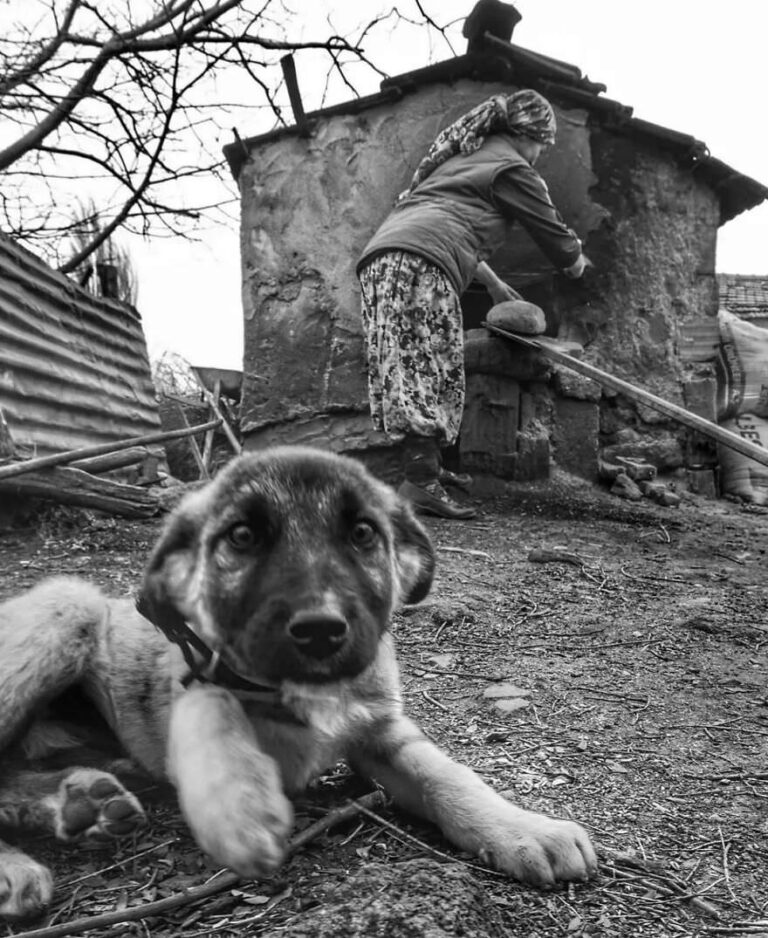 A Journey Through the Most JawDropping Animal Photos Ever Captured