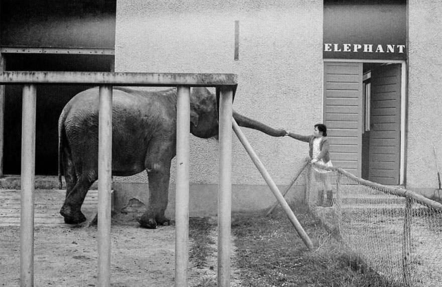 Mum never believed gladys when she said she had a pet elephant. 'Huh, kids and their imaginary friends,' she would chortle with pa over cucumber sandwiches and a cup of bushells.
