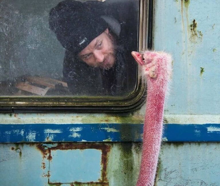A Journey Through the Most JawDropping Animal Photos Ever Captured