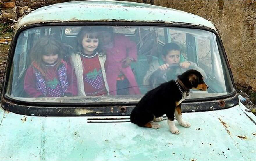 Voice over narrated by david attenborough: 'and here we have it, a rare example of siblings co-existing happily. That, of course, is directly related to the puppy of immense cuteness seated on the bonnet of a mini minor.'