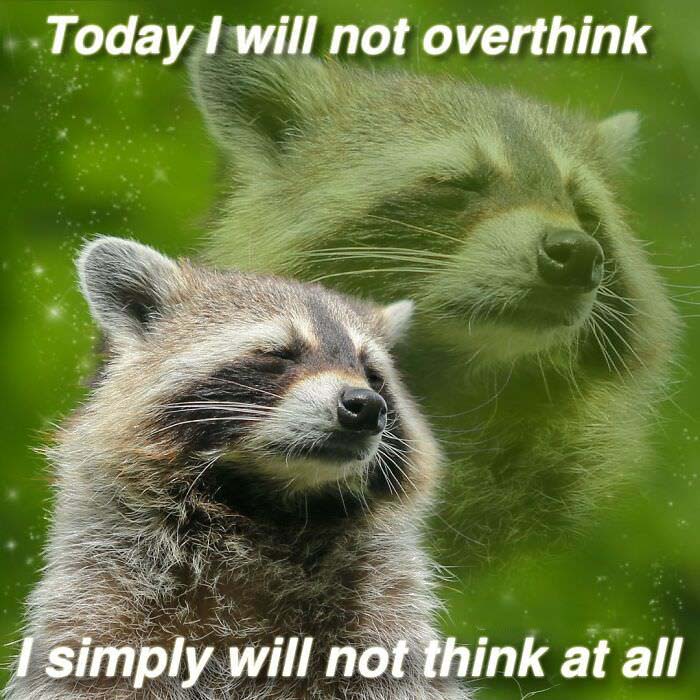 Raccoon Memes: Where Wildlife Meets Laughter on the Internet