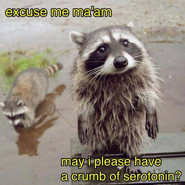 Raccoon Memes: Where Wildlife Meets Laughter on the Internet