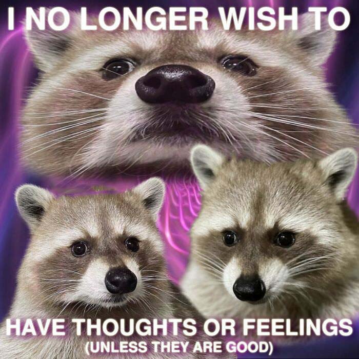 Raccoon Memes: Where Wildlife Meets Laughter on the Internet