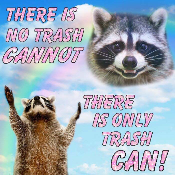 Raccoon Memes: Where Wildlife Meets Laughter on the Internet