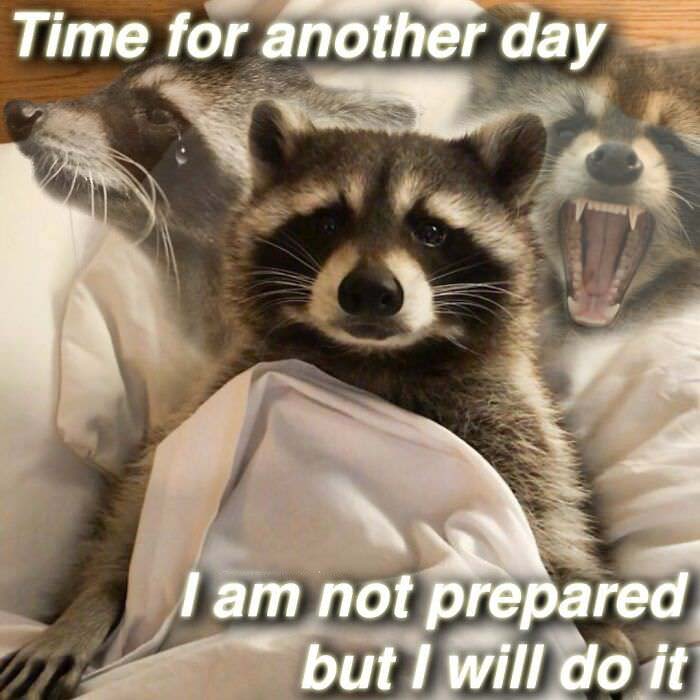 Raccoon Memes: Where Wildlife Meets Laughter on the Internet