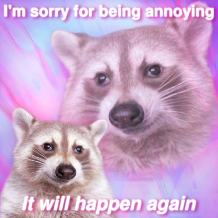 Raccoon Memes: Where Wildlife Meets Laughter on the Internet