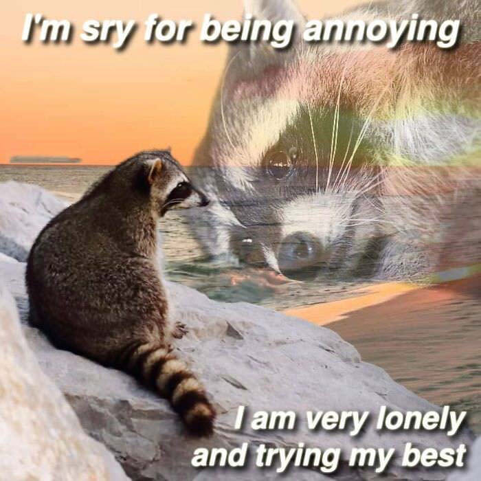 Raccoon Memes: Where Wildlife Meets Laughter on the Internet