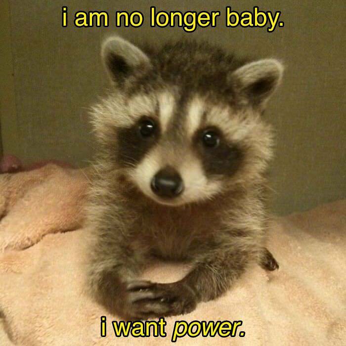 Raccoon Memes: Where Wildlife Meets Laughter on the Internet