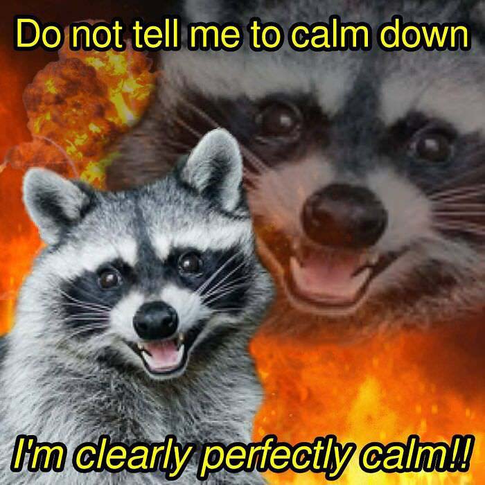 Raccoon Memes: Where Wildlife Meets Laughter on the Internet