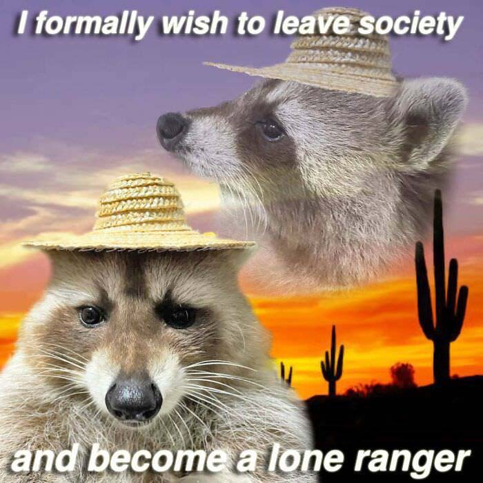 Raccoon Memes: Where Wildlife Meets Laughter on the Internet