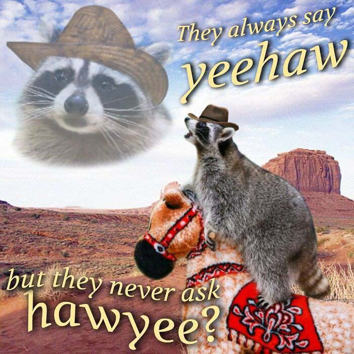 Raccoon Memes: Where Wildlife Meets Laughter on the Internet