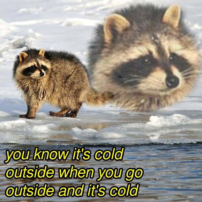 Raccoon Memes: Where Wildlife Meets Laughter on the Internet