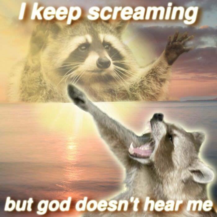 Raccoon Memes: Where Wildlife Meets Laughter on the Internet