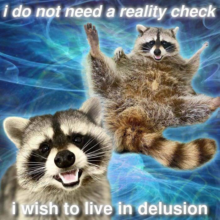 Raccoon Memes: Where Wildlife Meets Laughter on the Internet