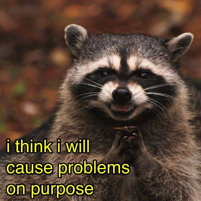 Raccoon Memes: Where Wildlife Meets Laughter on the Internet