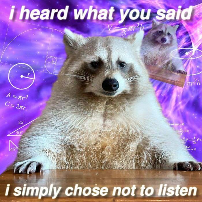 Raccoon Memes: Where Wildlife Meets Laughter on the Internet