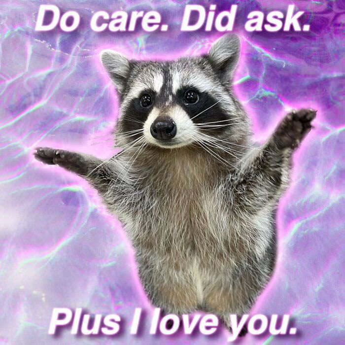 Raccoon Memes: Where Wildlife Meets Laughter on the Internet