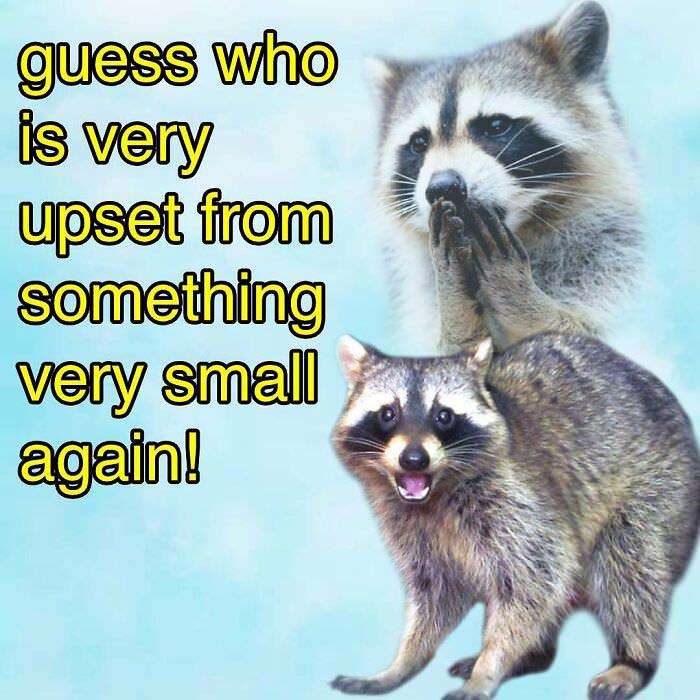 Raccoon Memes: Where Wildlife Meets Laughter on the Internet