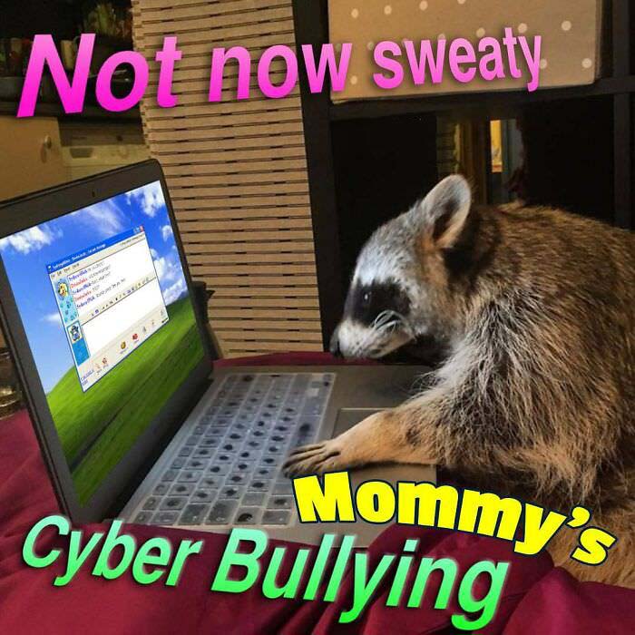 Raccoon Memes: Where Wildlife Meets Laughter on the Internet