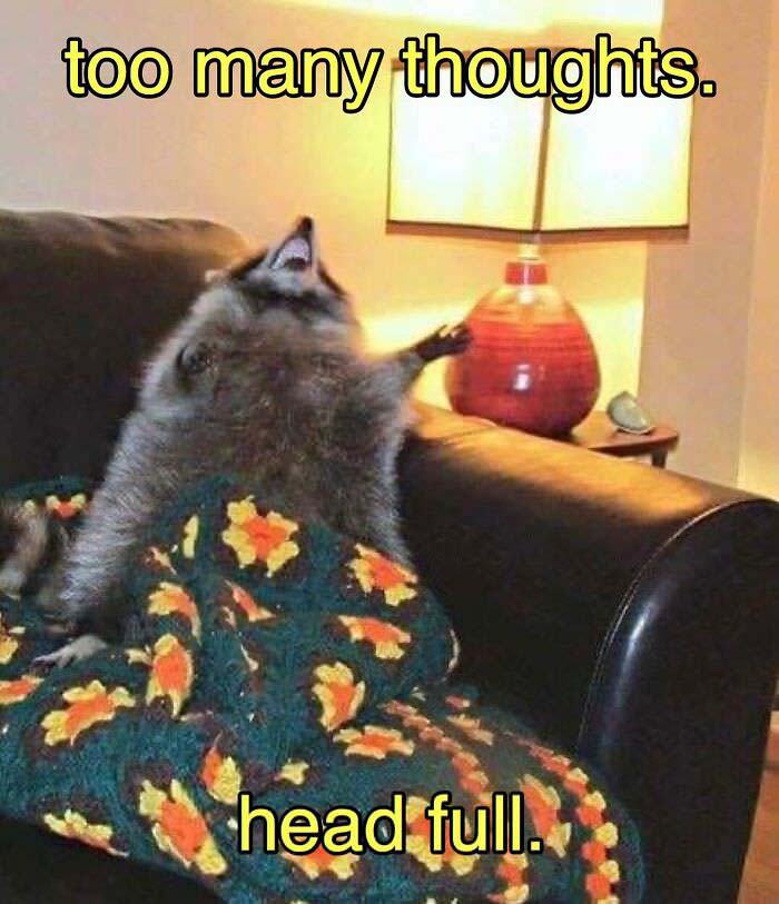 Raccoon Memes: Where Wildlife Meets Laughter on the Internet