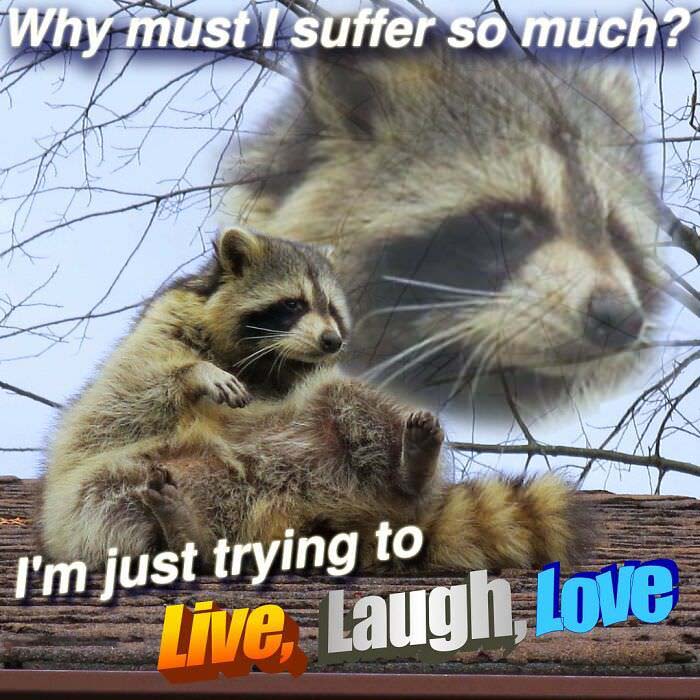 Raccoon Memes: Where Wildlife Meets Laughter on the Internet