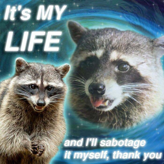 Raccoon Memes: Where Wildlife Meets Laughter on the Internet