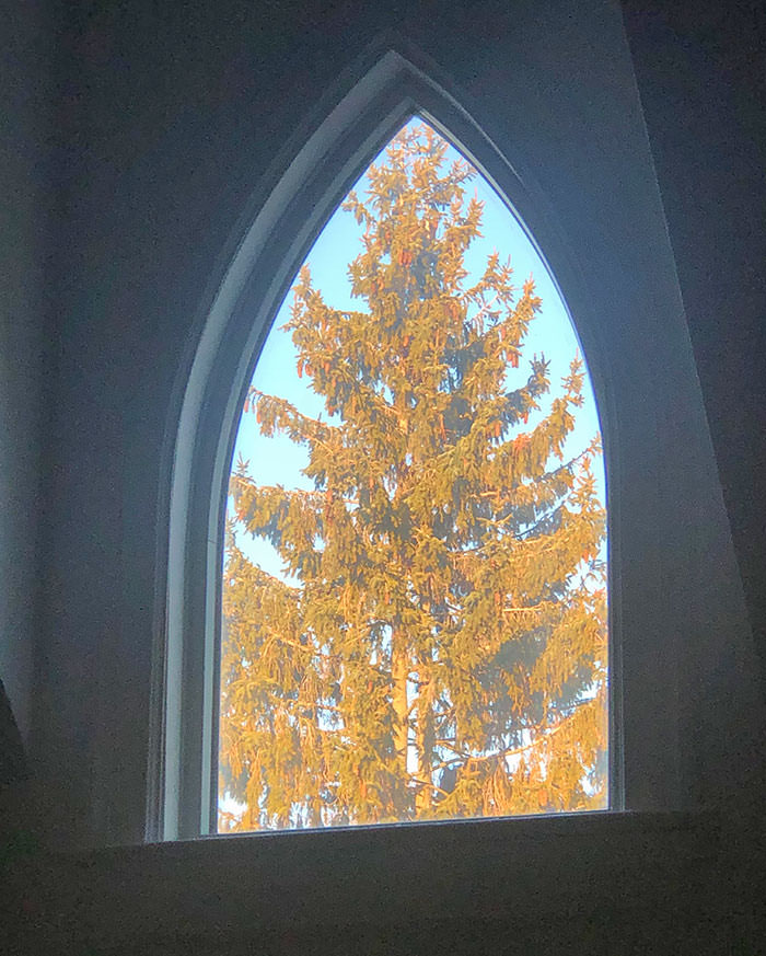 Neighbor's tree perfectly framed in the window