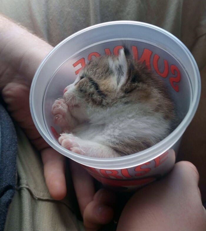 Persistent meowing until the cat fit inside the cup