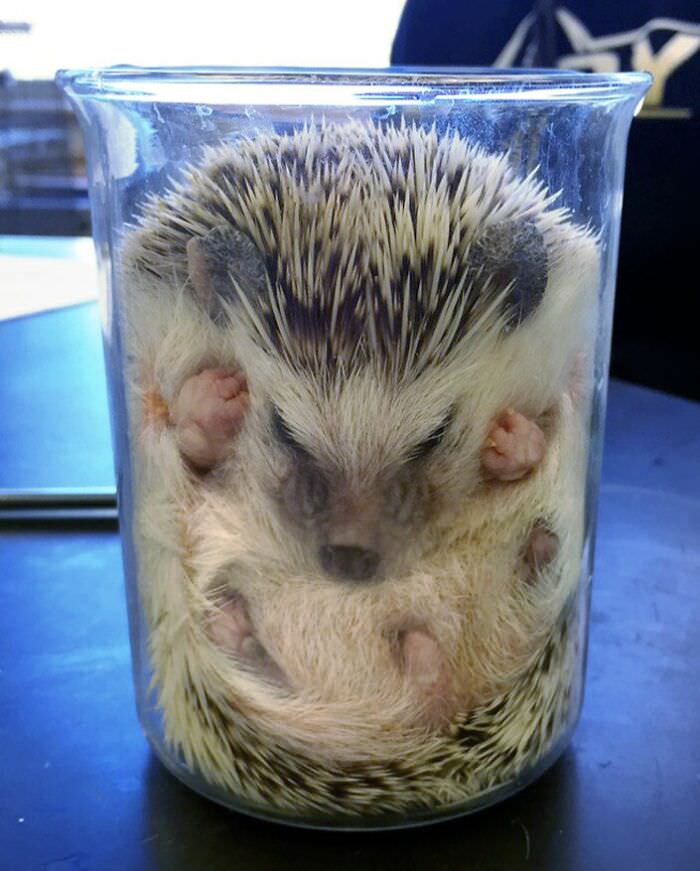 Chai in a beaker with the science classroom's hedgehog