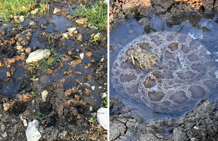 Rattlesnake bathing in a puddle from a cow hoofprint