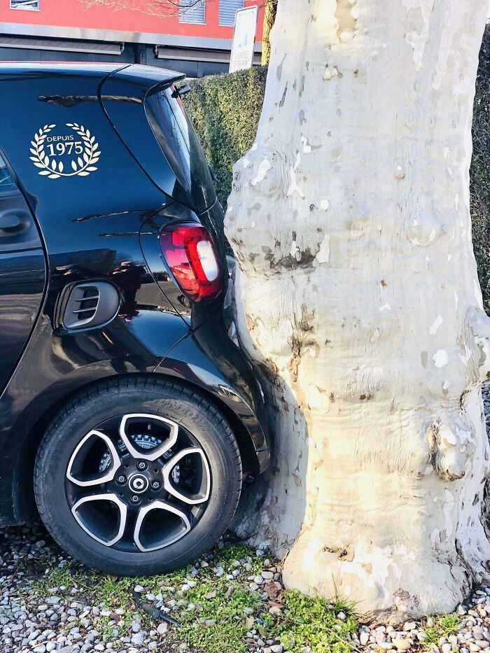 Car aligning seamlessly with a fitted tree