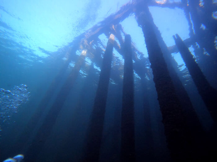 Diving under a 100-year-old bridge with old pillars forming a mechanical forest