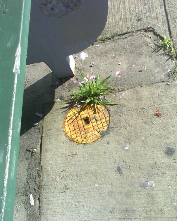 Forbidden pineapple on a pavement