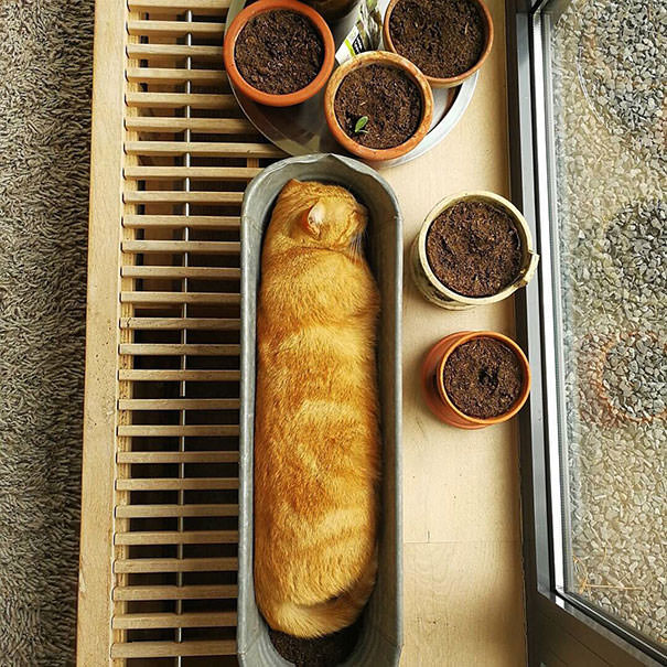 Freshly baked baguette