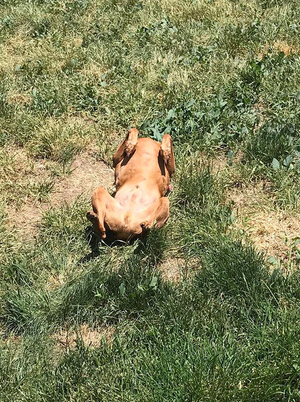 Too hot outside. My dog turned into a rotisserie chicken