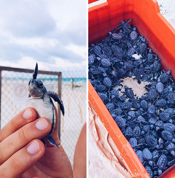 Forbidden blueberries