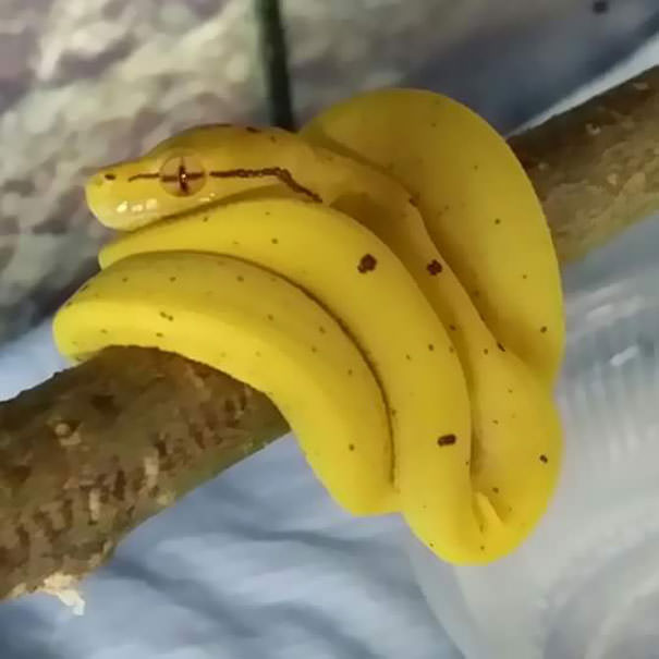 Look at this tiny bunch of bananas