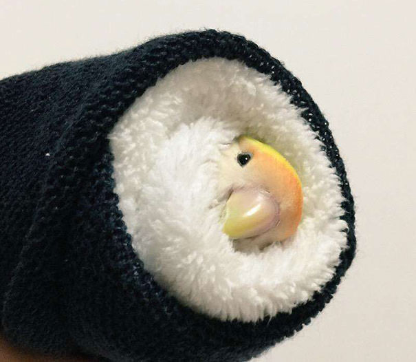 Delicious sushi