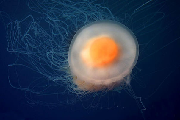 The fried egg jellyfish looks like it's just hot enough