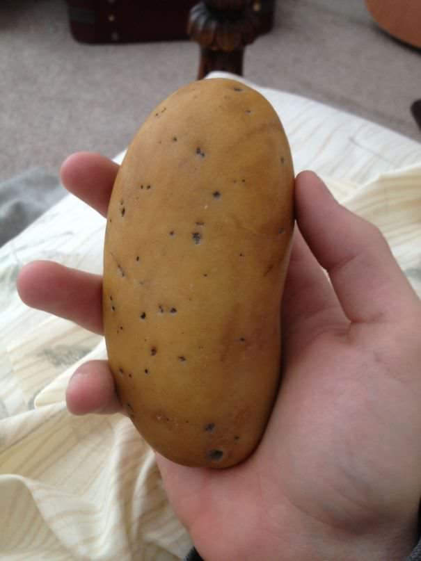 This rock looks like a potato
