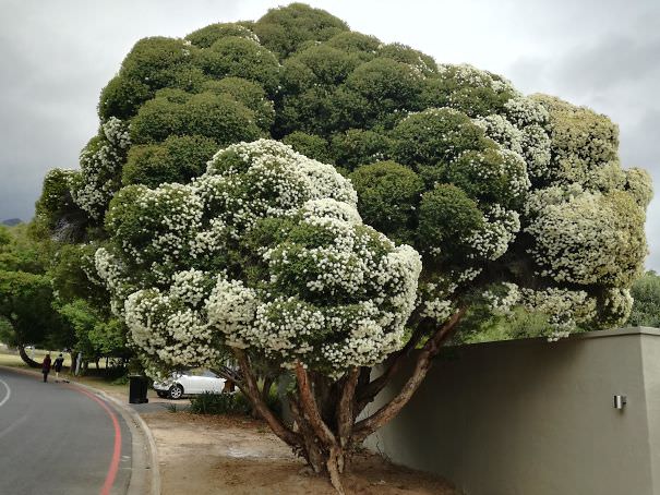 This tree looks like broccoli and as a bonus, the white flowers make it cauliflower