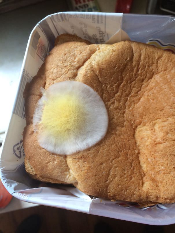 Mold on bread looks like an egg
