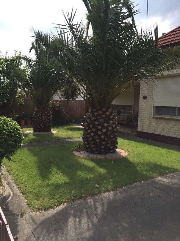 Trees in my street look like giant pineapples