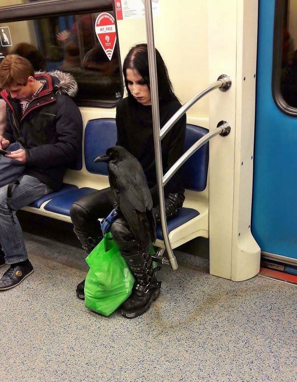 Just a girl and her raven on the subway.