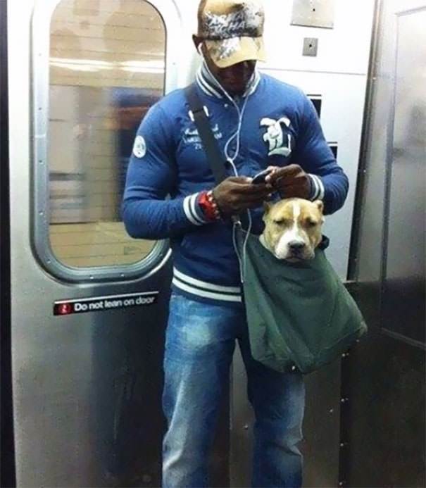 The New York subway system bans canines unless they can fit in a small bag, so this guy trained his pit-bull to calmly sit in his small bag.